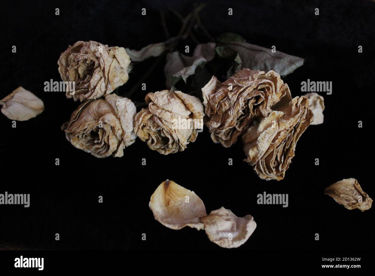 Believed Roses dry white roses on black fur burned hope of believe Stock Photo - Alamy