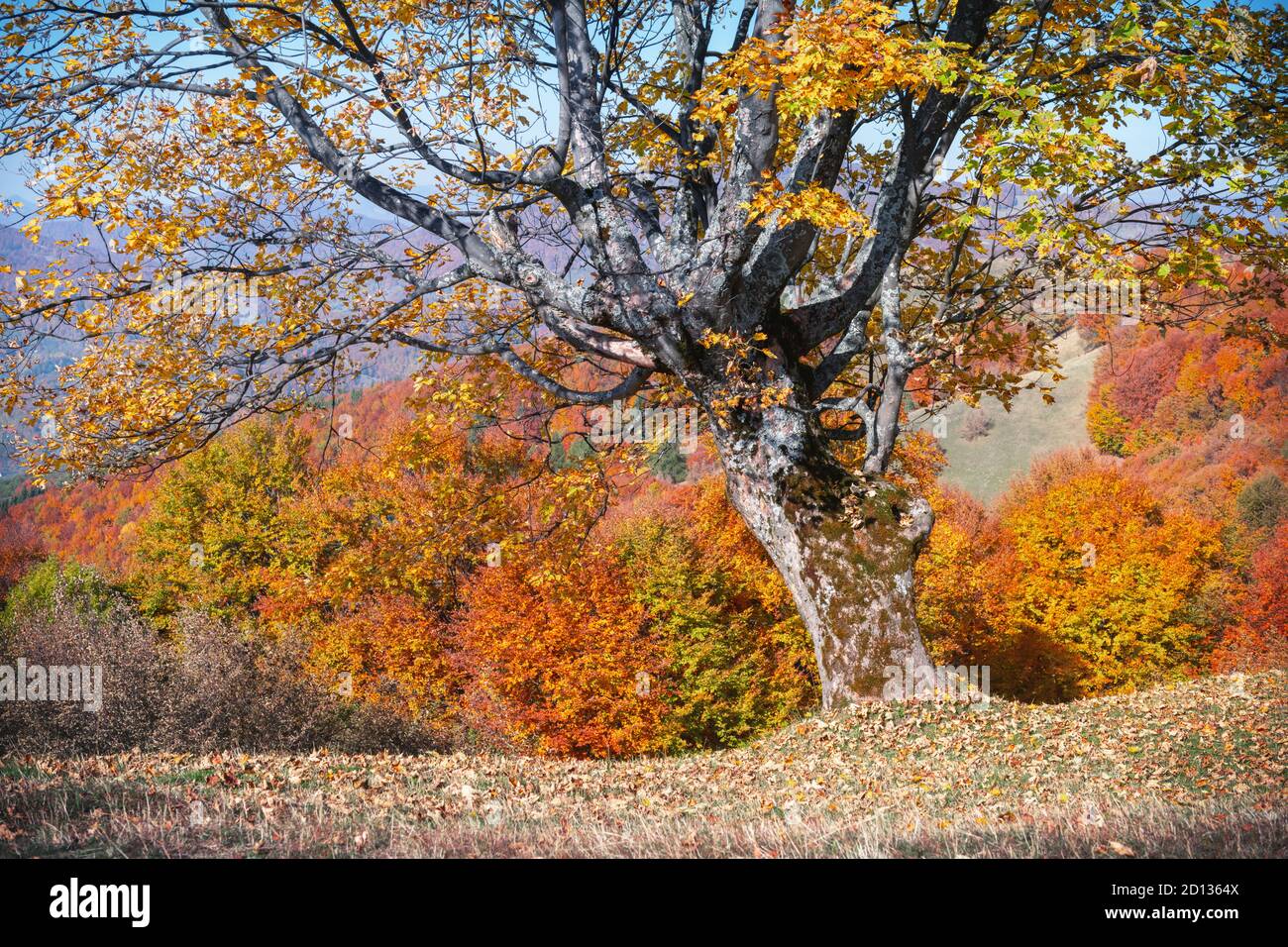 Majestic old beech tree with yellow and orange folliage at autumn forest. Picturesque fall scene in Carpathian mountains, Ukraine. Landscape photography Stock Photo