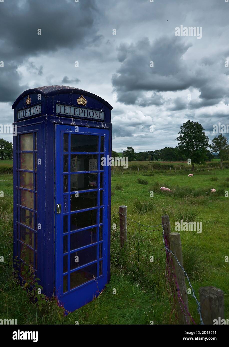 Incongruous and Magritte like bright blue typical British UK phone telephone phone box surreal in middle of field full of sheep Stock Photo