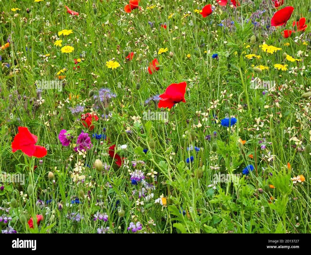 A colourful collection of wild flowers Stock Photo