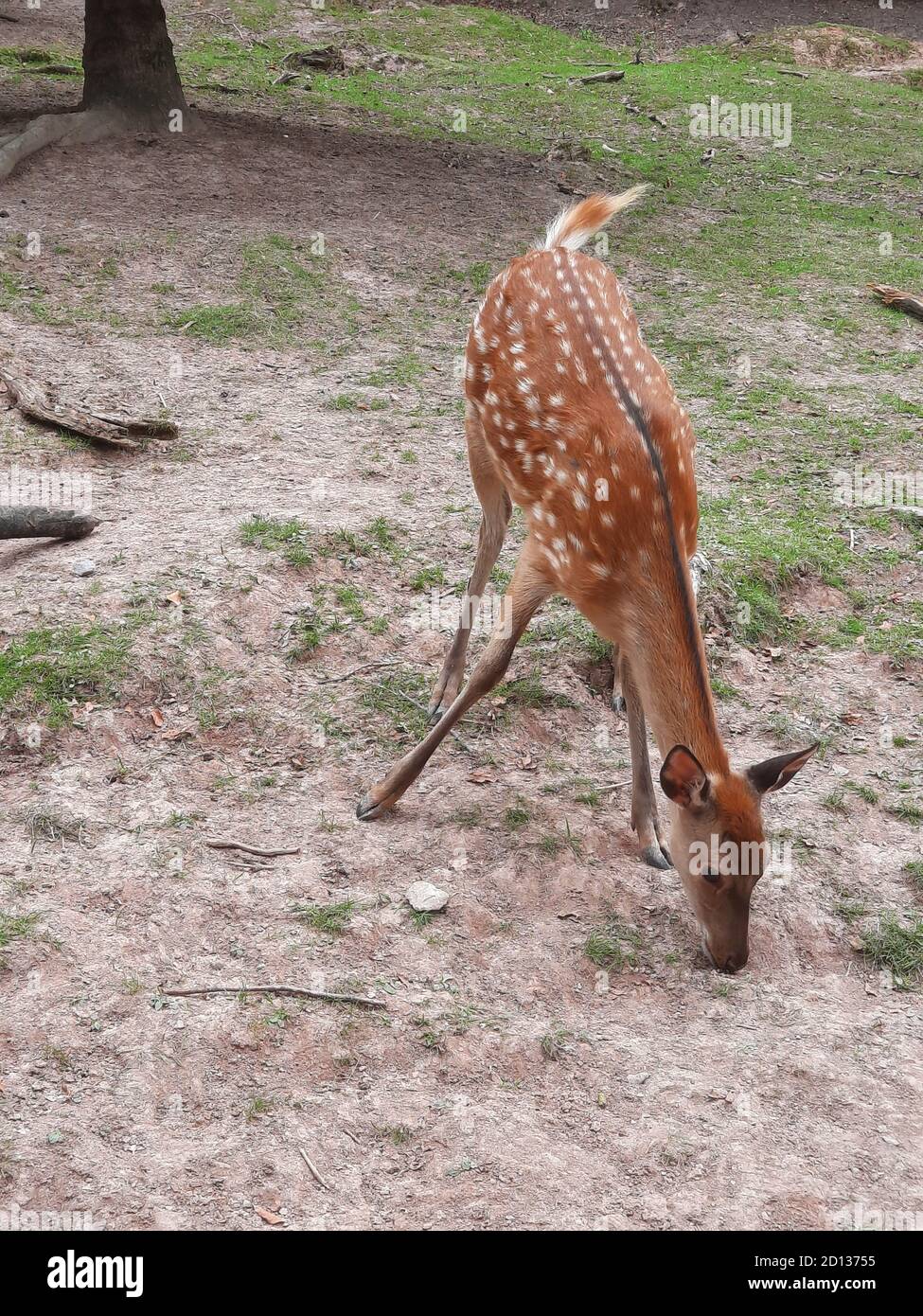 Pretty young female fallow hi-res stock photography and images - Alamy