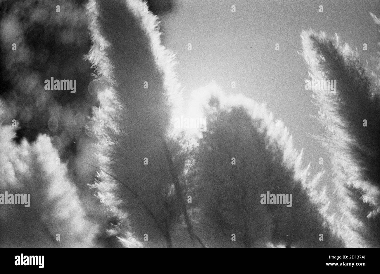 sun behind the plants in black and white artistic photo Stock Photo - Alamy