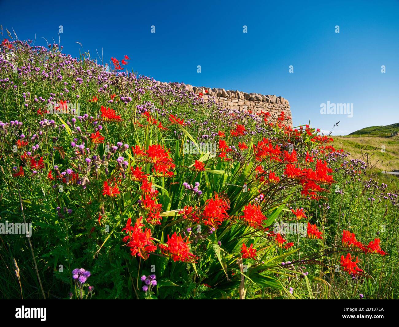 Growing wild near Hamnavoe in Shetland, Scotland, UK the red flowers of alstroemeria among wild flowers. Stock Photo