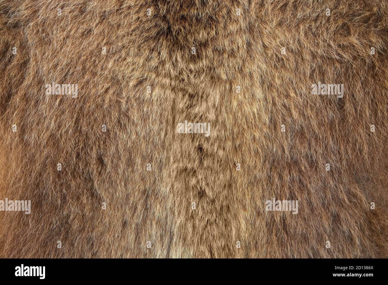 Brown bear Ursus arctos fur texture Stock Photo