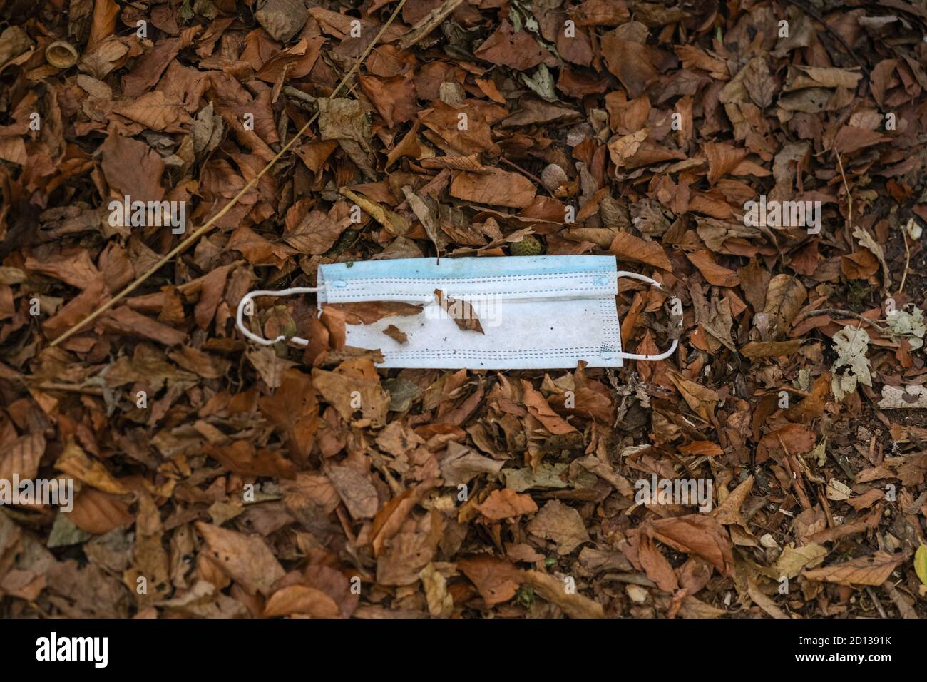 Face mask discarded in autumn leaves during the covid 19 coronavirus pandemic in 2020 Stock Photo