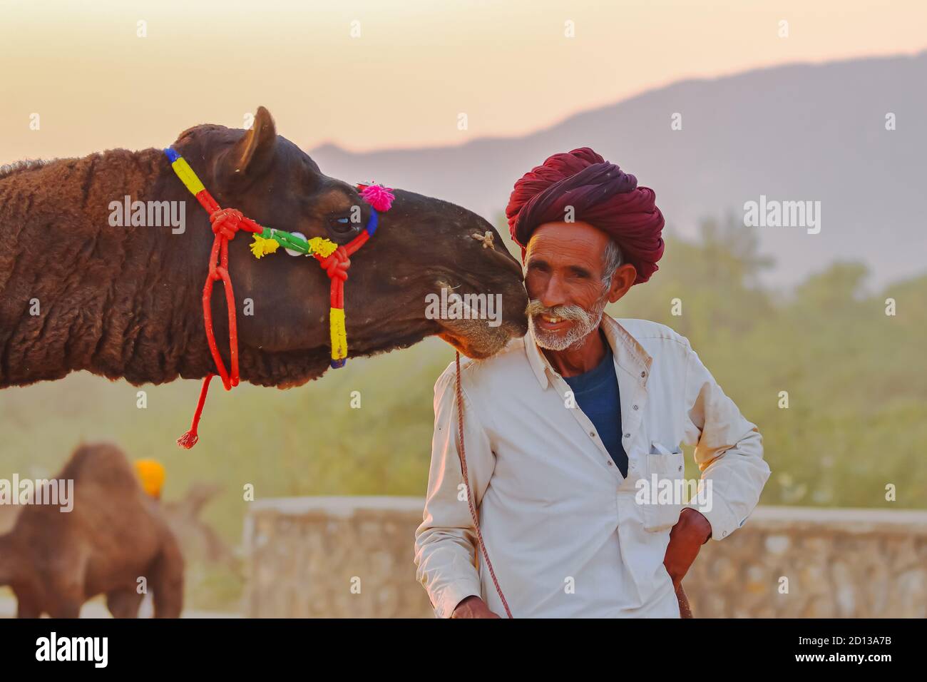 A camel at pushkar fair touching his herders face at Rajasthan, India on 18 November 2018 Stock Photo