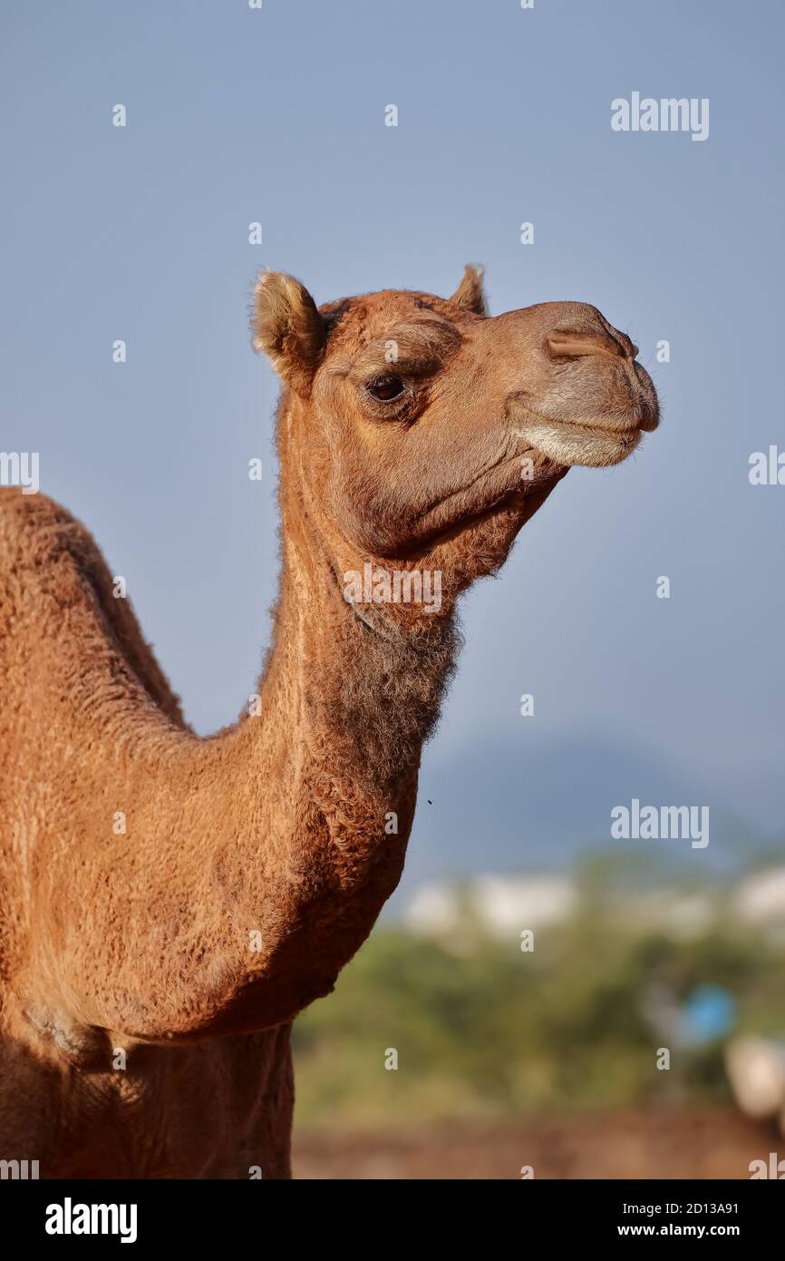 Brown camel portrait hires stock photography and images Alamy