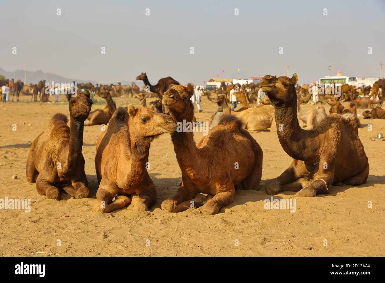 A Selective focus image of domestic camels siting on ground at pushkar fare for trade in Pushkar, Rajasthan India on 29 October 2017 Stock Photo