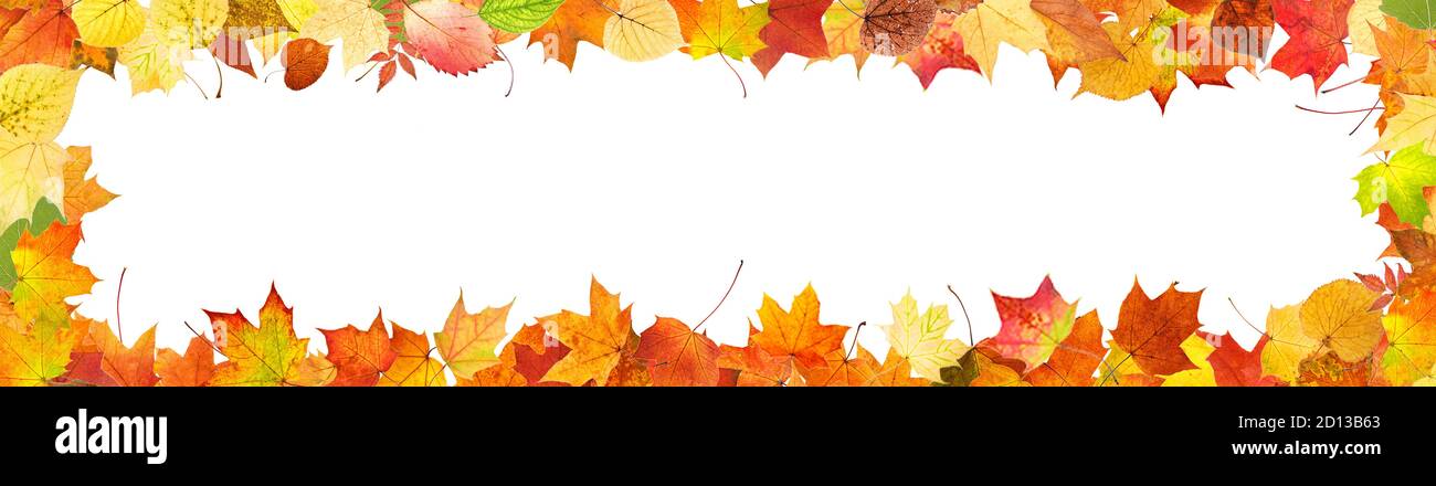 frame from colored autumn leaves isolated on white background Stock ...