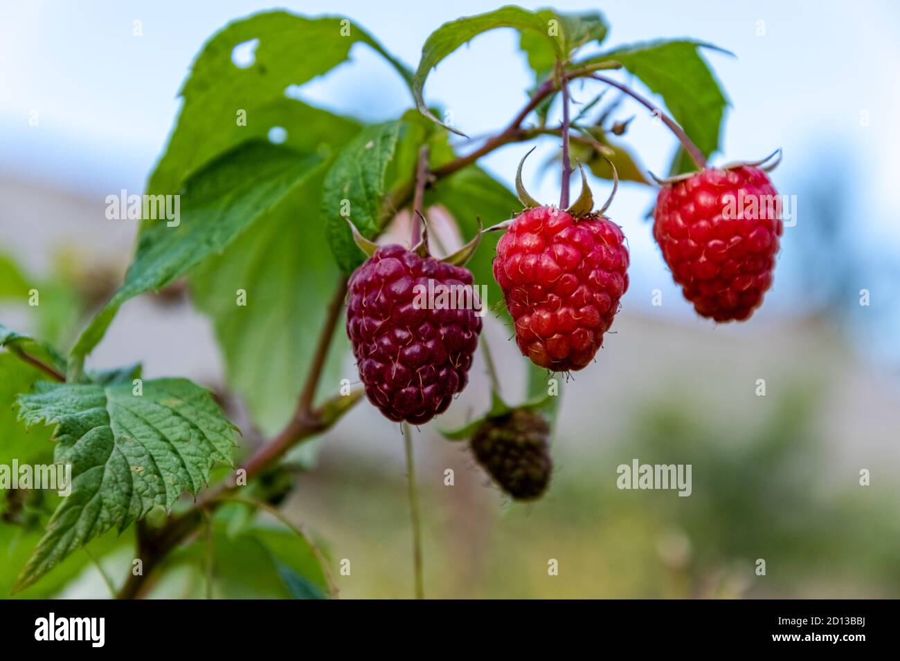 Growing Treatment Medicine High Resolution Stock Photography and Images ...