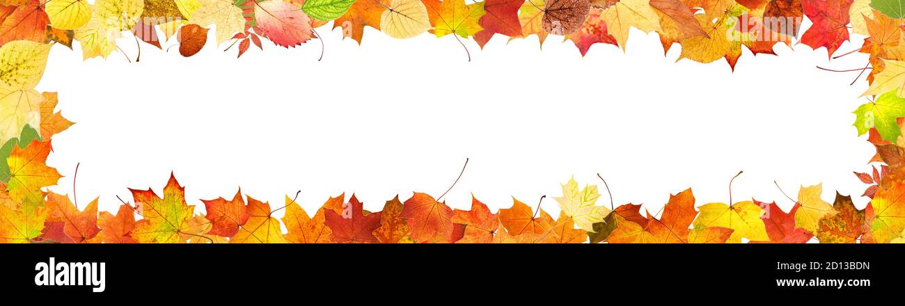 frame from colored autumn leaves isolated on white background Stock ...