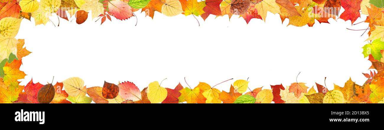 frame from colored autumn leaves isolated on white background Stock ...