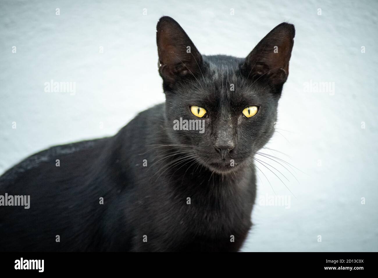 Close-up of a black cat with yellow eyes lying on a white background ...