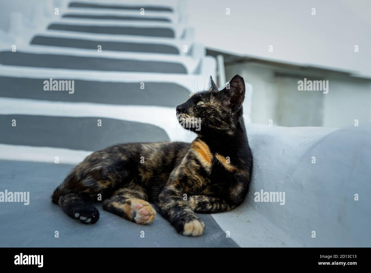 Close-up of a gold and black cat with yellow eyes lying on a grey and ...