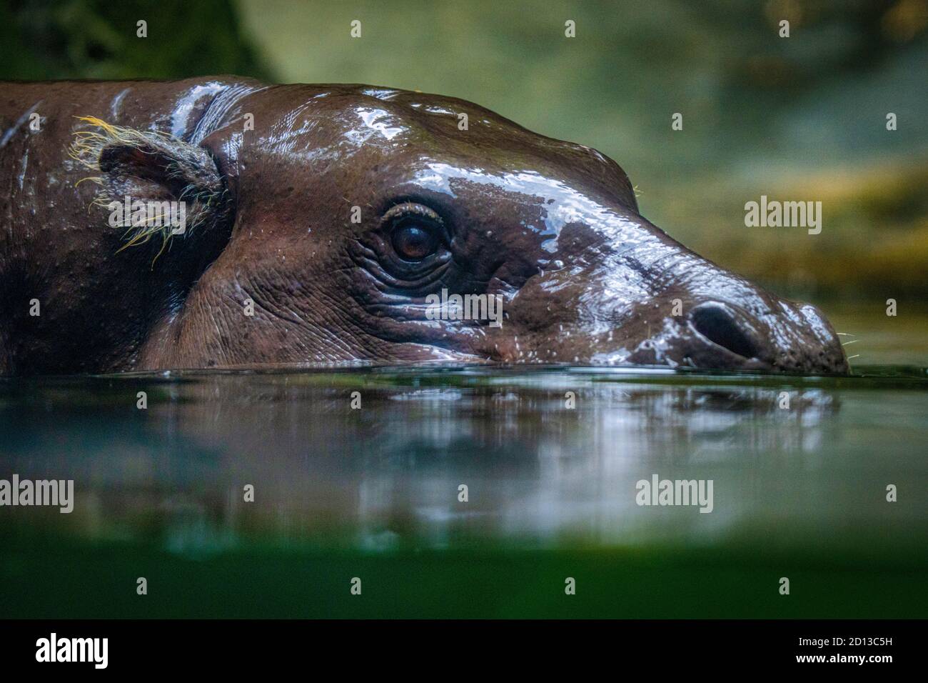 Animals in the Singapore Zoo Stock Photo Alamy