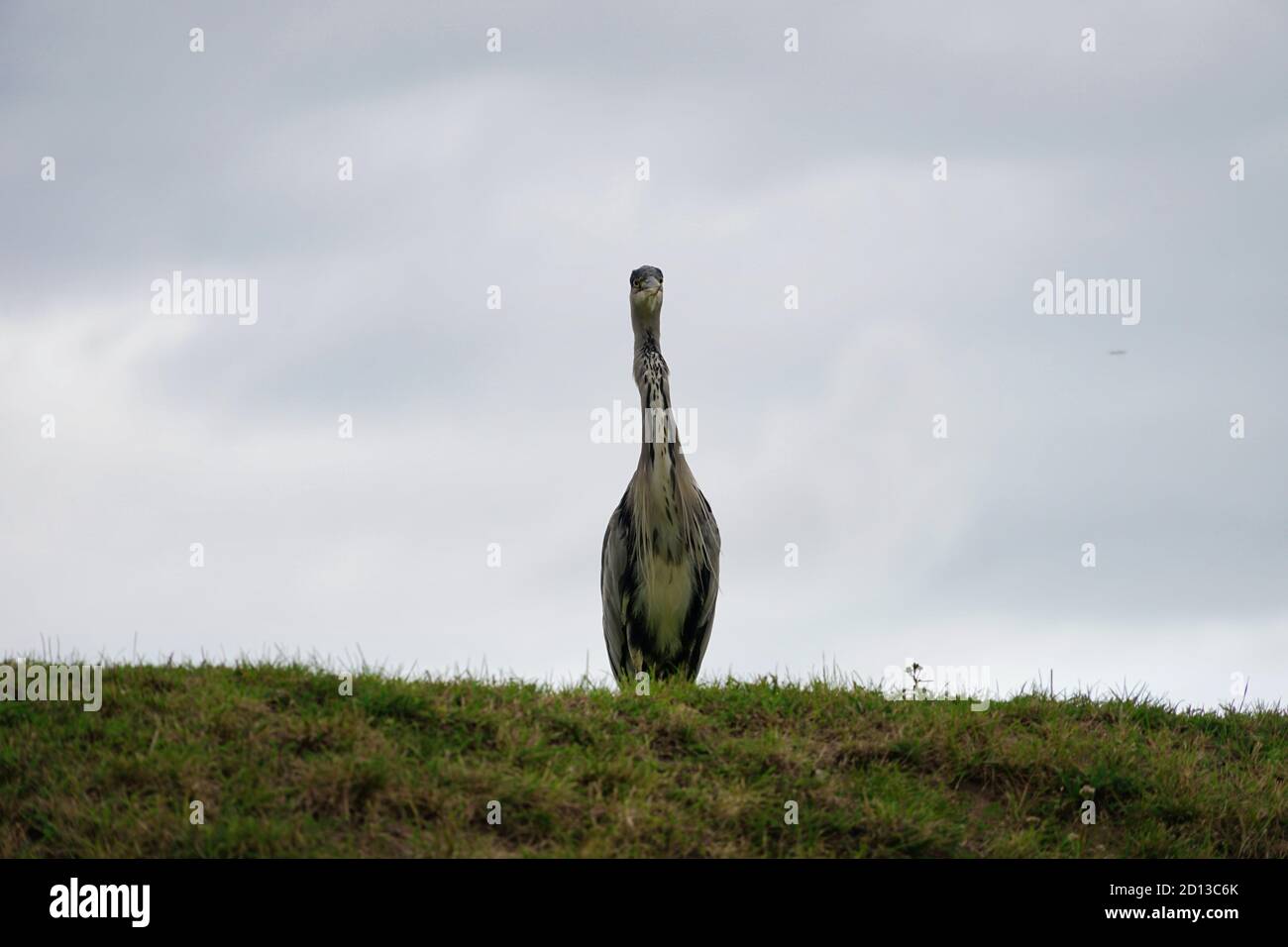 heron on grass with grey sky in background Stock Photo