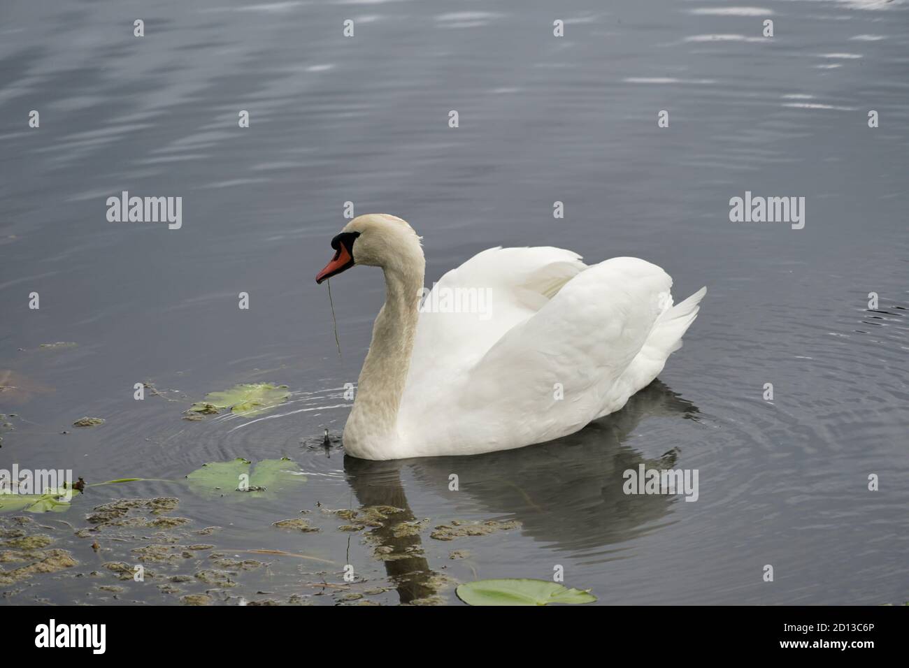 white swan swimming in pond, side view Stock Photo