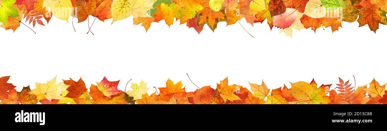 frame from colored autumn leaves isolated on white background Stock ...