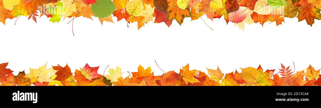 frame from colored autumn leaves isolated on white background Stock ...