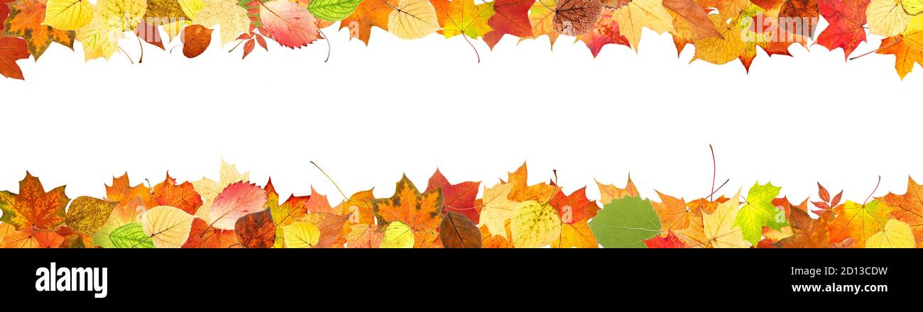 frame from colored autumn leaves isolated on white background Stock ...