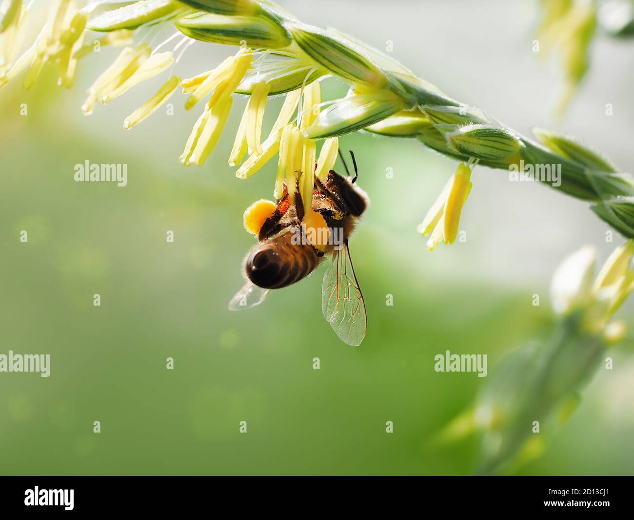 A bee collects pollen from flowering corn. Macro shhot on a blurred background. Stock Photo