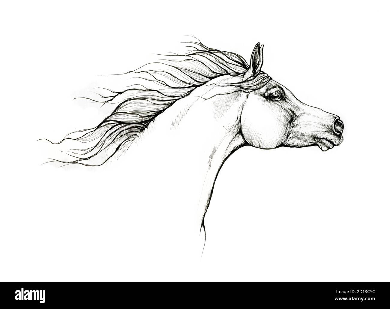 arabian horse head tattoo