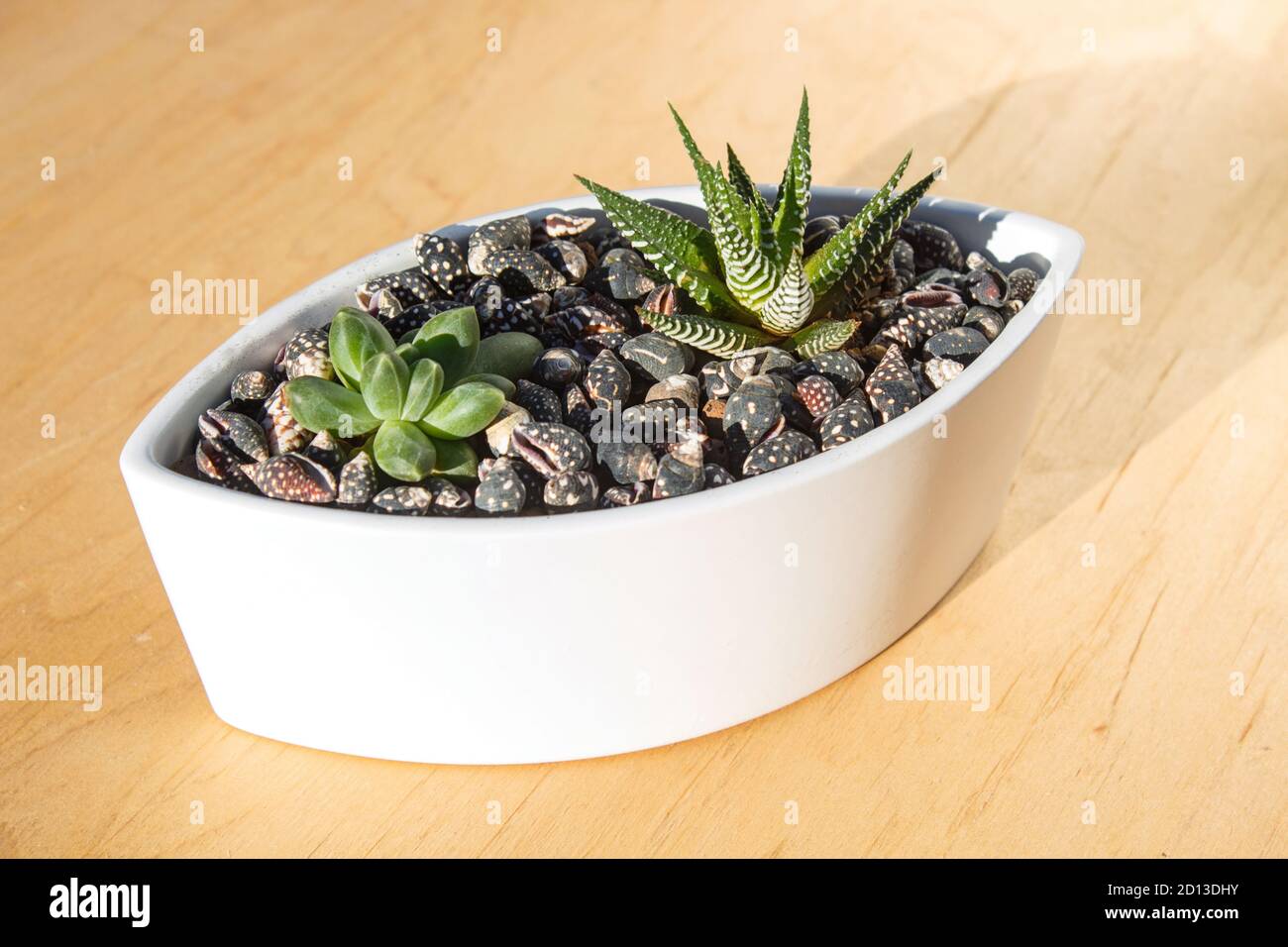 small succulents in a ceramic pot on a wooden background Stock Photo