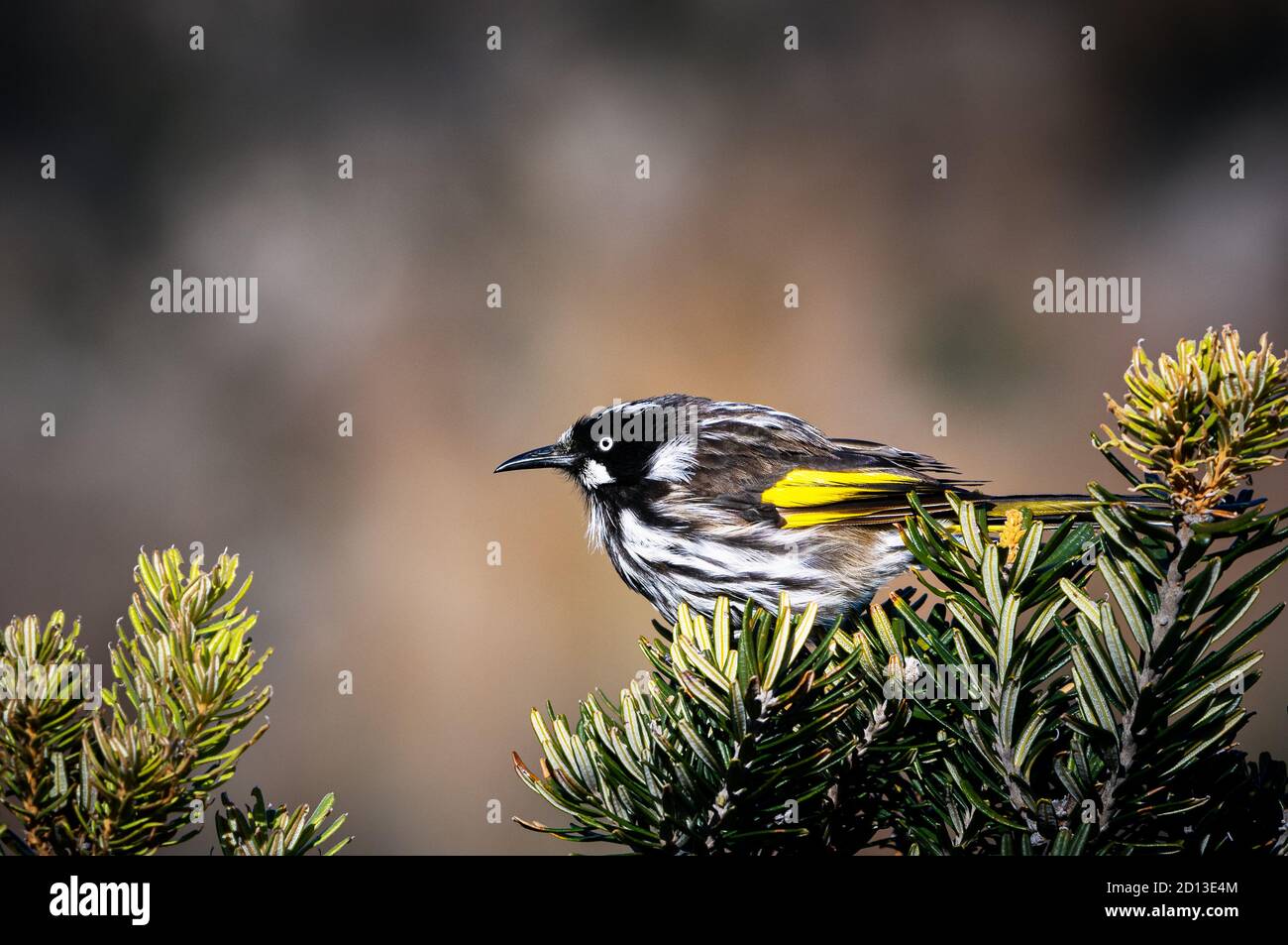 New Holland Honeyeaters are important pollinators for many flowering plants in Australia. Stock Photo