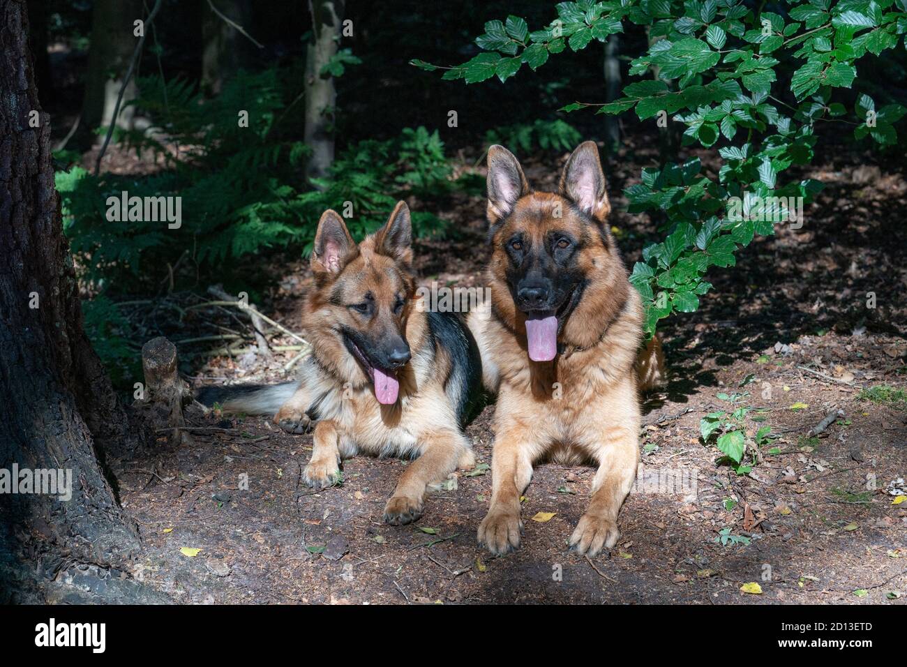 Two beautiful German Shepherd dogs lie together in the forest, sunlight