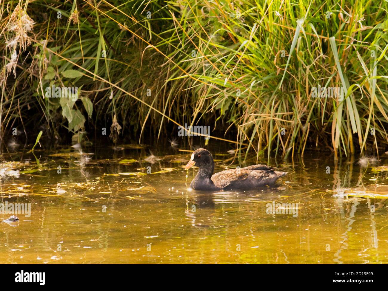 Coot, Eurasian coot, Fulica Atra, swimming, The River Cam, Cambridgeshire, Summer, UK, 2020, Stock Photo