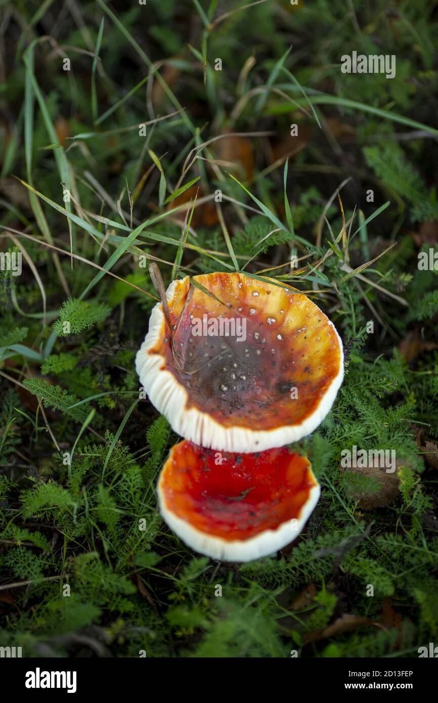Large red and white mushroom caps in green wet grass Stock Photo Alamy