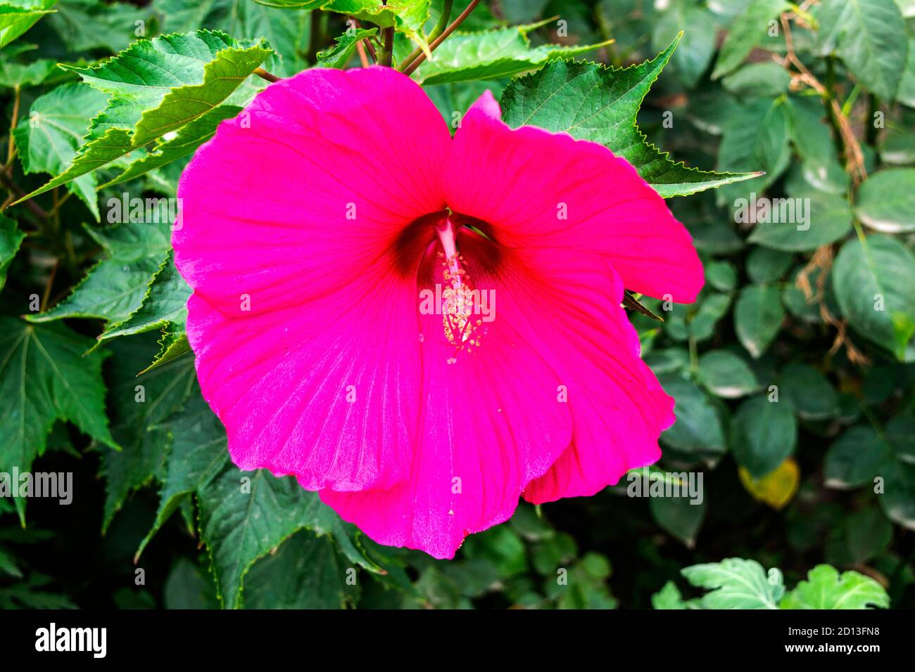 a pink hibiscus flower blooming against green foliage Stock Photo