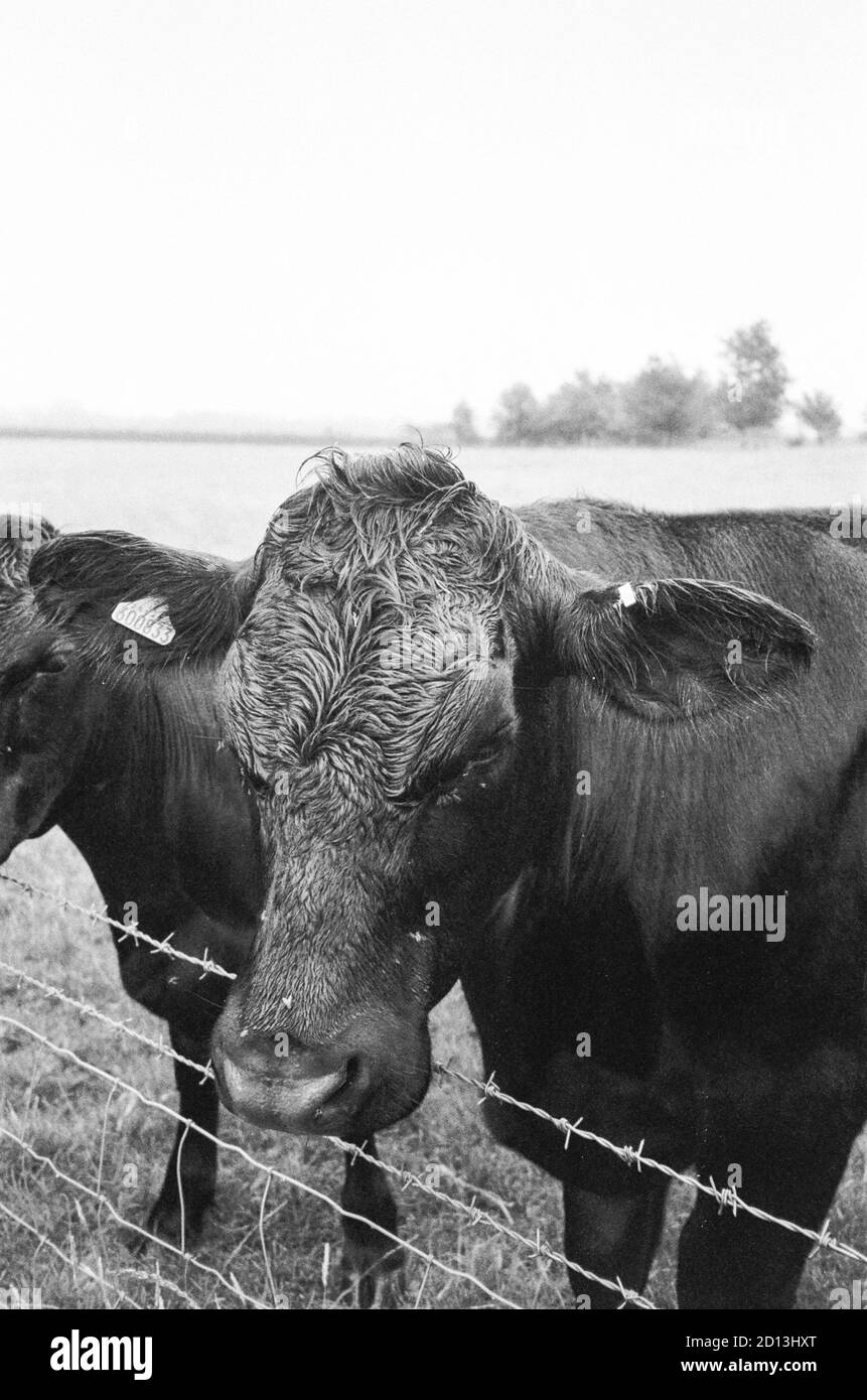 Aberdeen Angus cross cows,Medstead, Alton, Hampshire, England, United Kingdom. Stock Photo