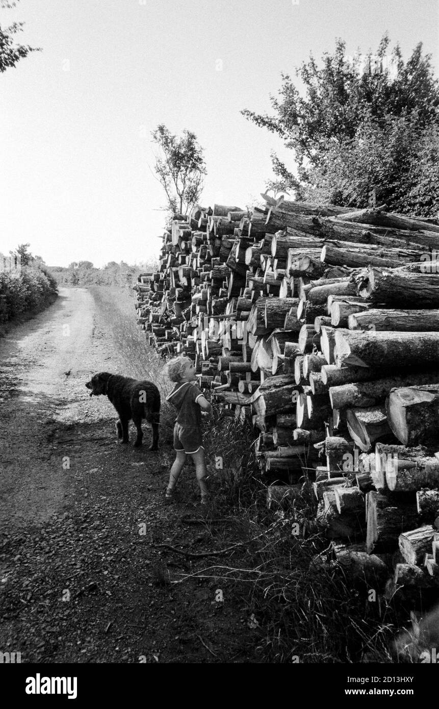 Log pile, Hattingley, Medstead, Alton, Hampshire, England, united Kingdom. Stock Photo