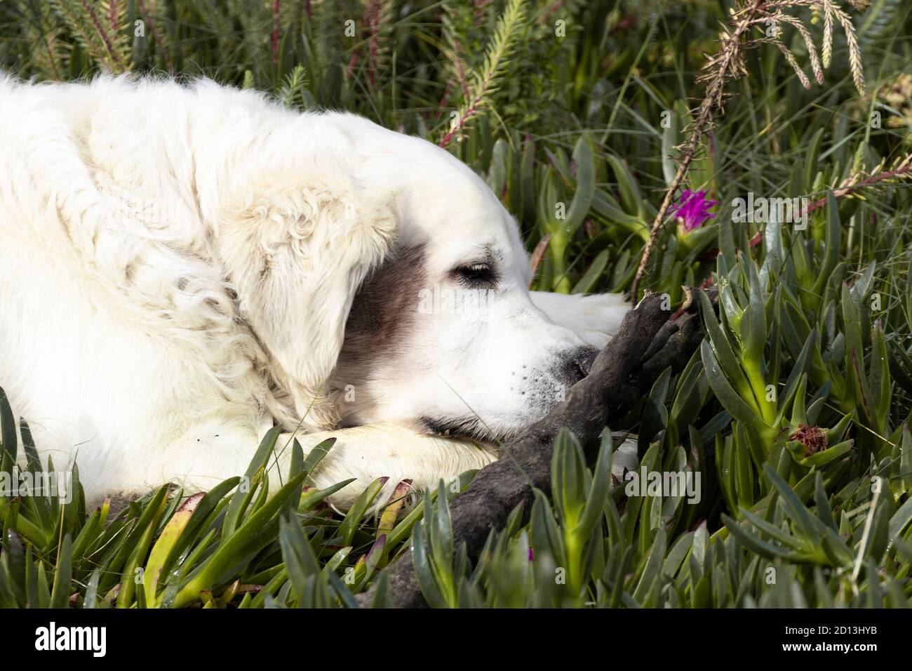 golden retriever playing in the garden Stock Photo - Alamy