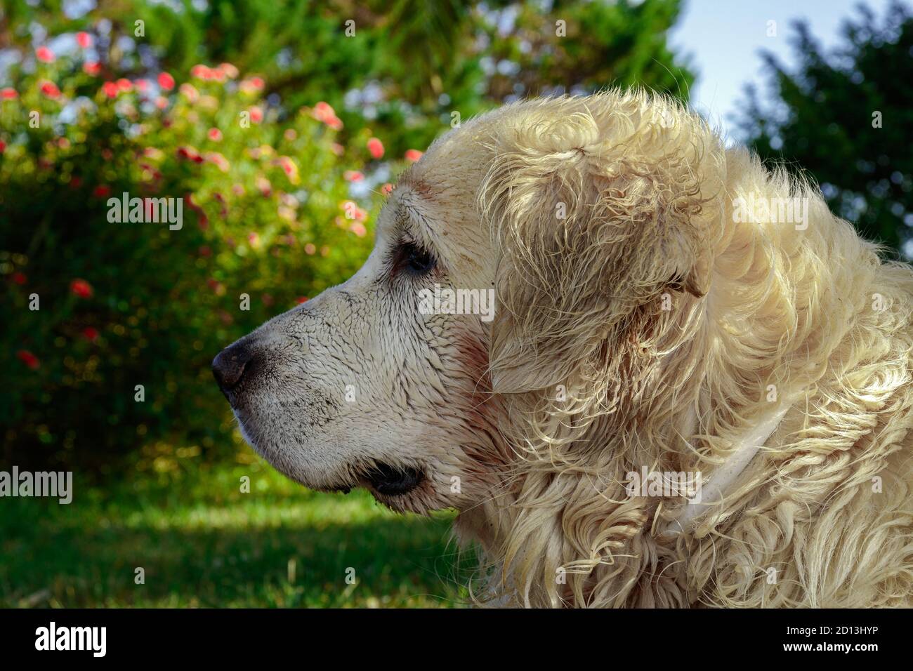 golden retriever playing in the garden Stock Photo - Alamy