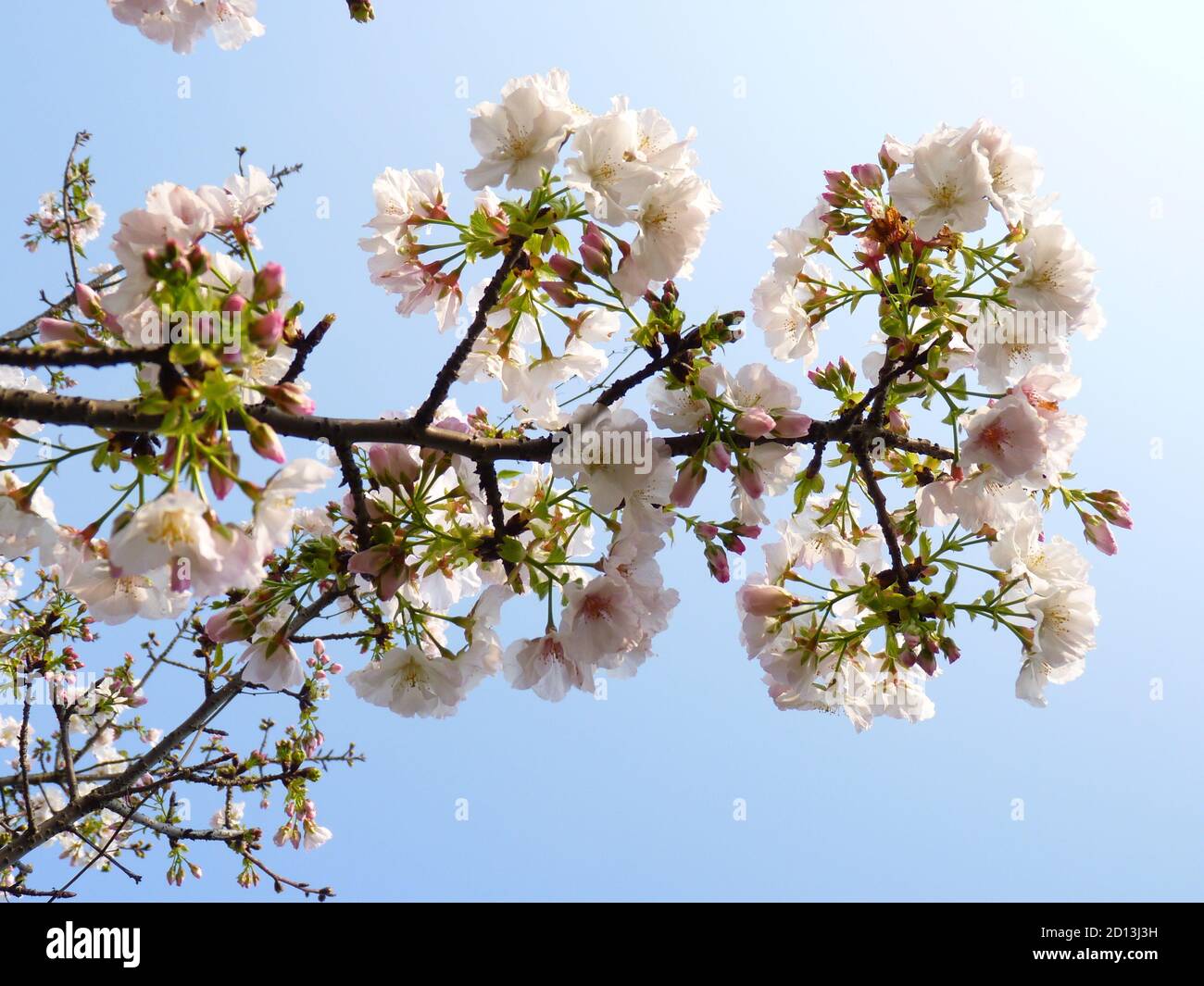 Closeup shot of cherry blossom with blue sky in the background Stock ...