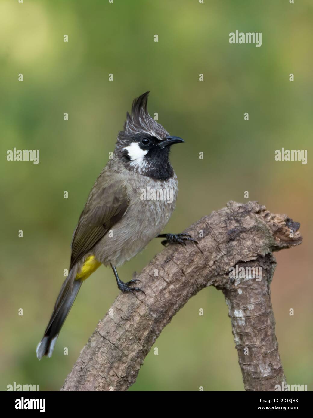 A Himalayan Bulbul (Pycnonotus leucogenys), also called the White-cheeked Bulbul, perched on a branch in the forests of Sattal in Uttarakhand, India. Stock Photo