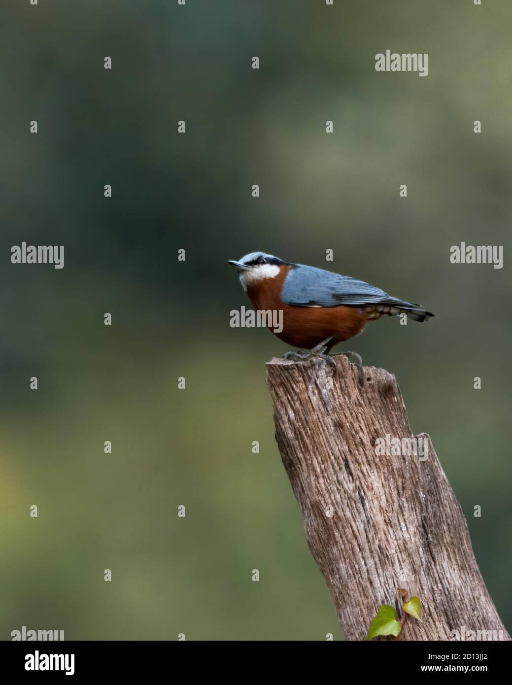 A Chestnut-bellied Nuthatch (Sitta cinnamoventris), perched on a tree log, posing a side view, in the forests of Sattal, Uttarakhand in India. Stock Photo