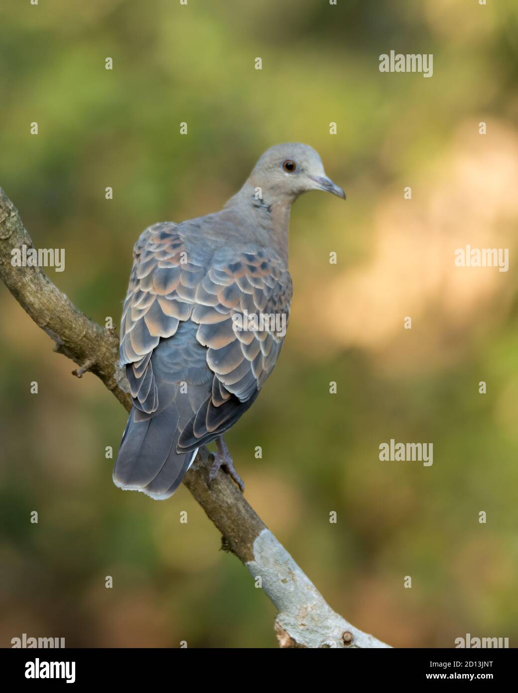 An attractive European Turtle Dove (Streptopelia turtur), perched on a tree branch with its back facing, in the forests of Sattal in Uttarakhand, Indi Stock Photo