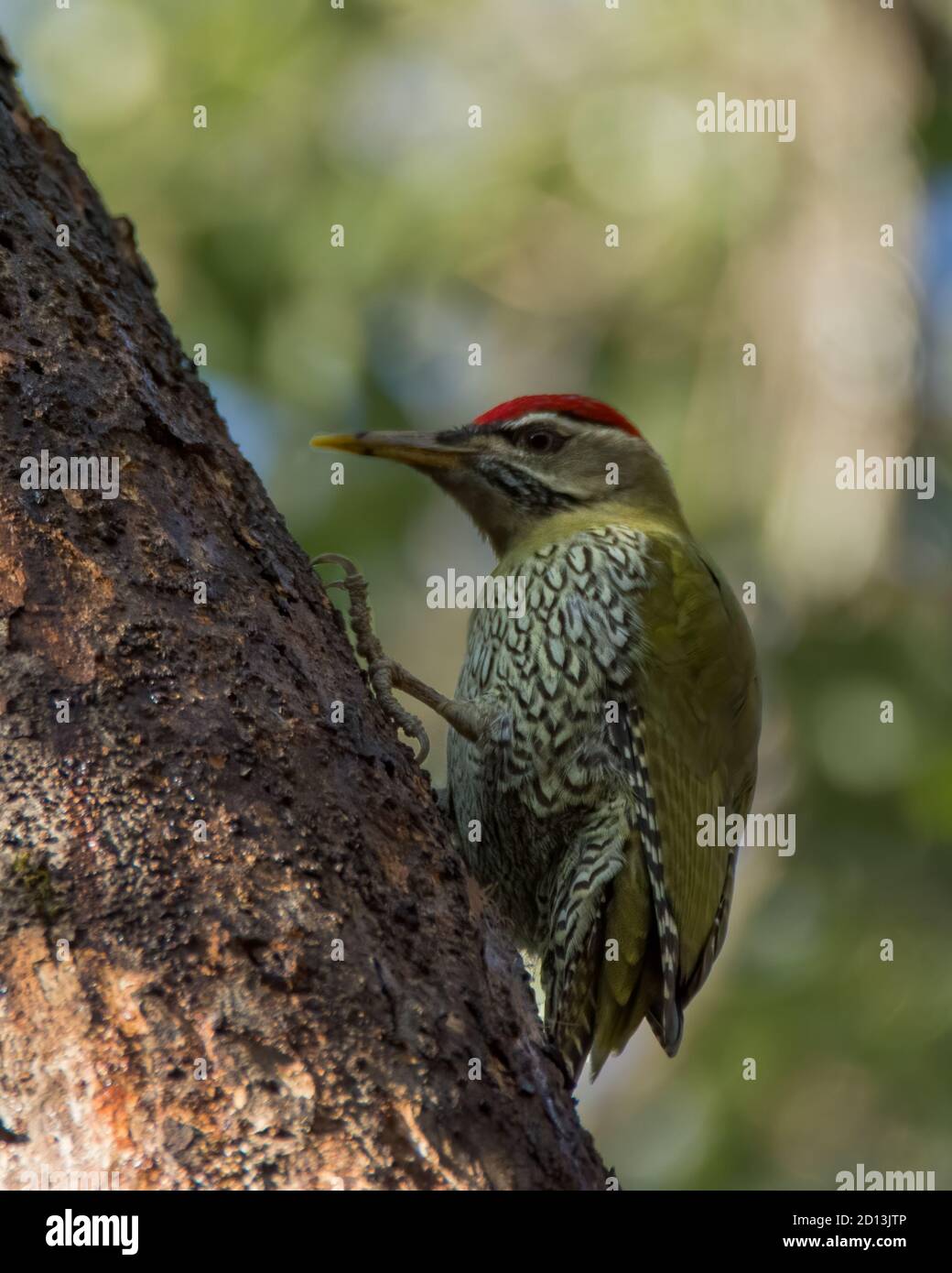A beautiful male Scaly-bellied Woodpecker (Picus squamatus), foraging on the side of a tree trunk in the forests of Pangot in Uttarakhand, India. Stock Photo