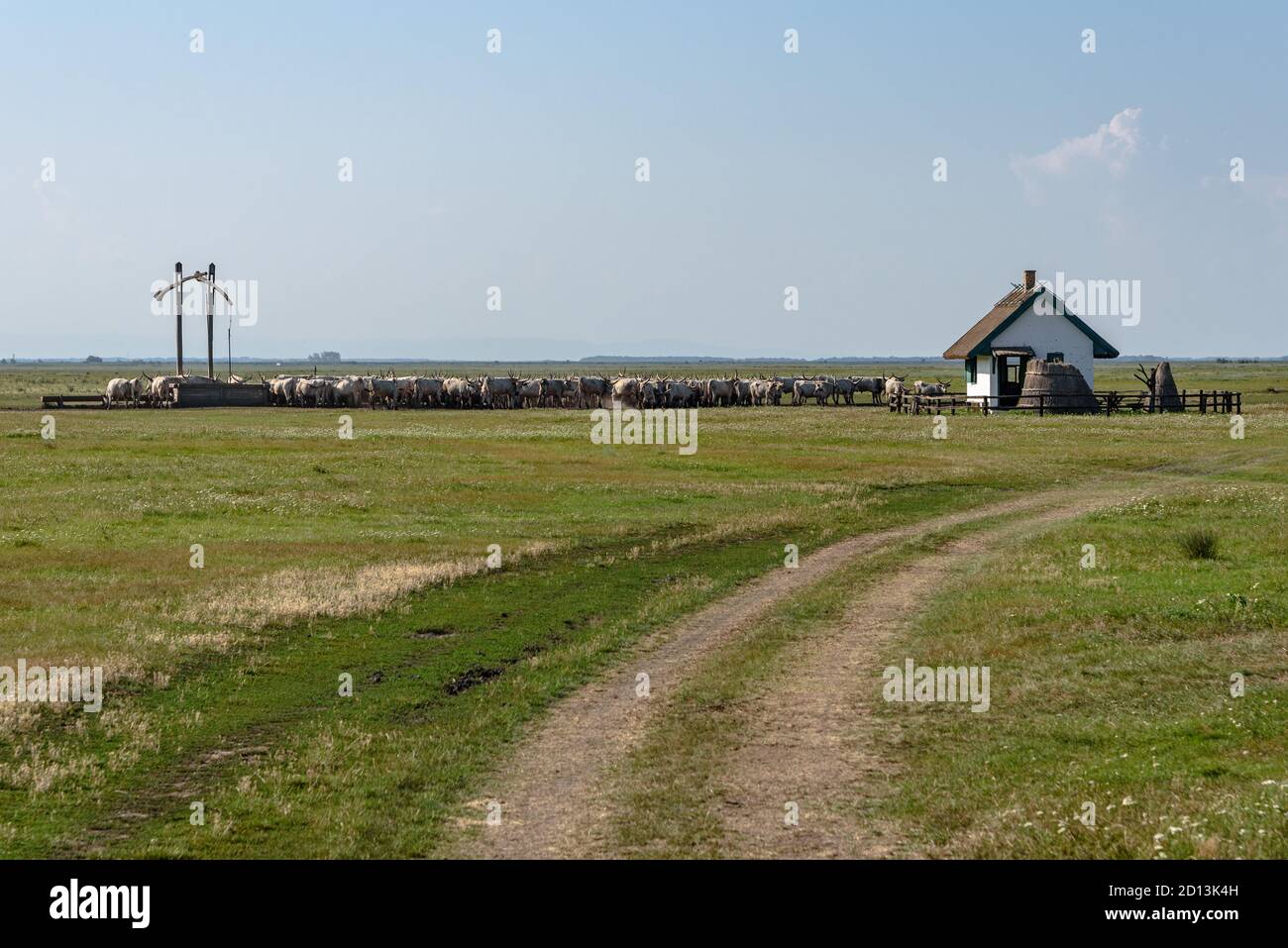 A road leading to a gemes kut well with Hungarian Grey cattle in Hortobagy National Park, Hungary Stock Photo