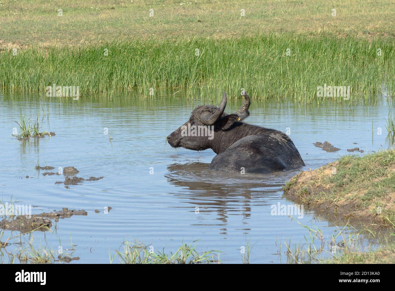 A water buffalo sitting in the water in Hortobagy National Park, Hungary Stock Photo