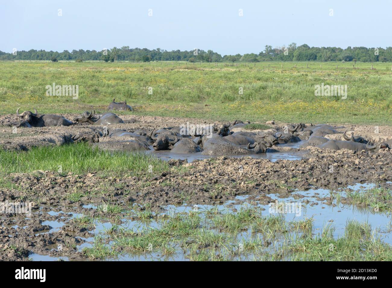 Water buffaloes lying in the mud in Hortobagy National Park, Hungary Stock Photo