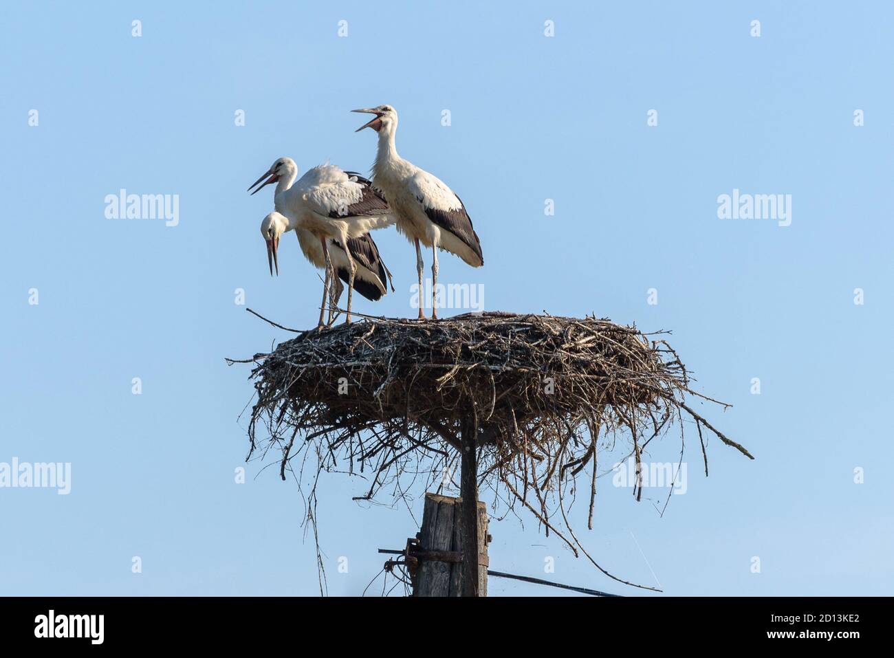 Three juvenile white storks in their nest atop a pole in Hortobagy National Park, Hungary Stock Photo