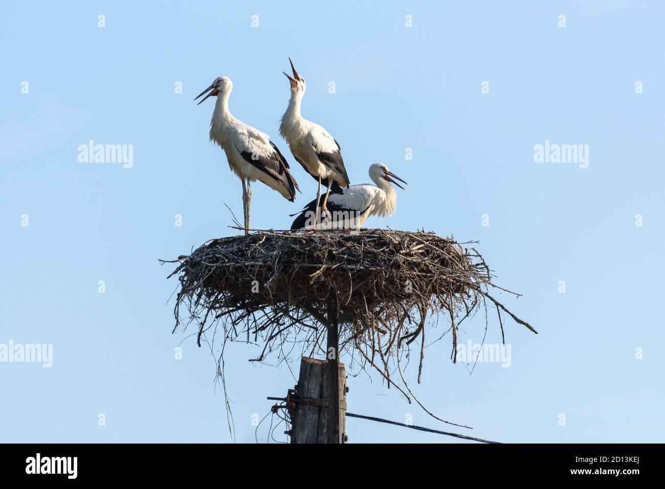 Three juvenile white storks in their nest atop a pole in Hortobagy National Park, Hungary Stock Photo