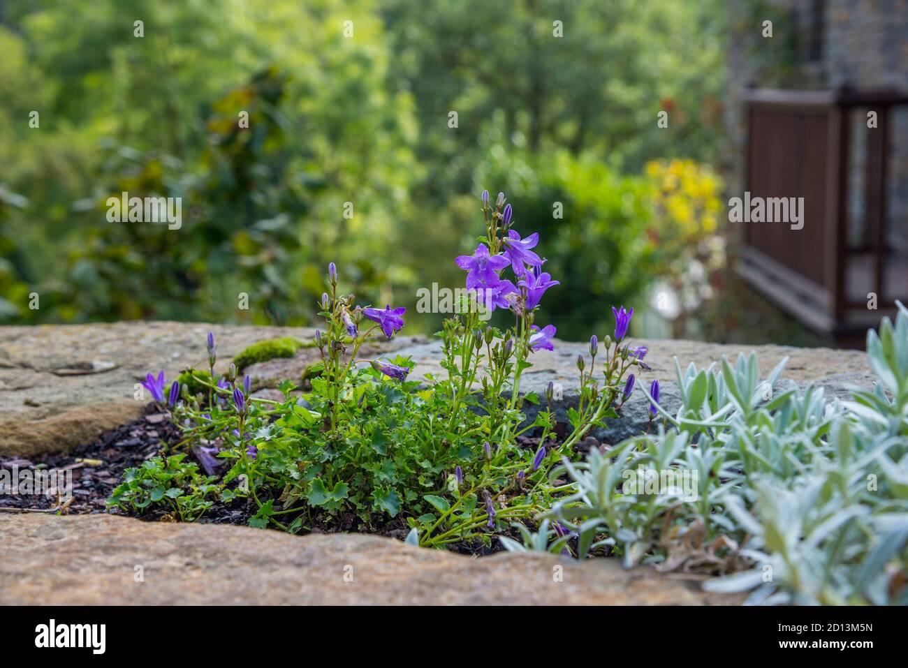 Blue bell flower (campanula) in the flowerbed Stock Photo
