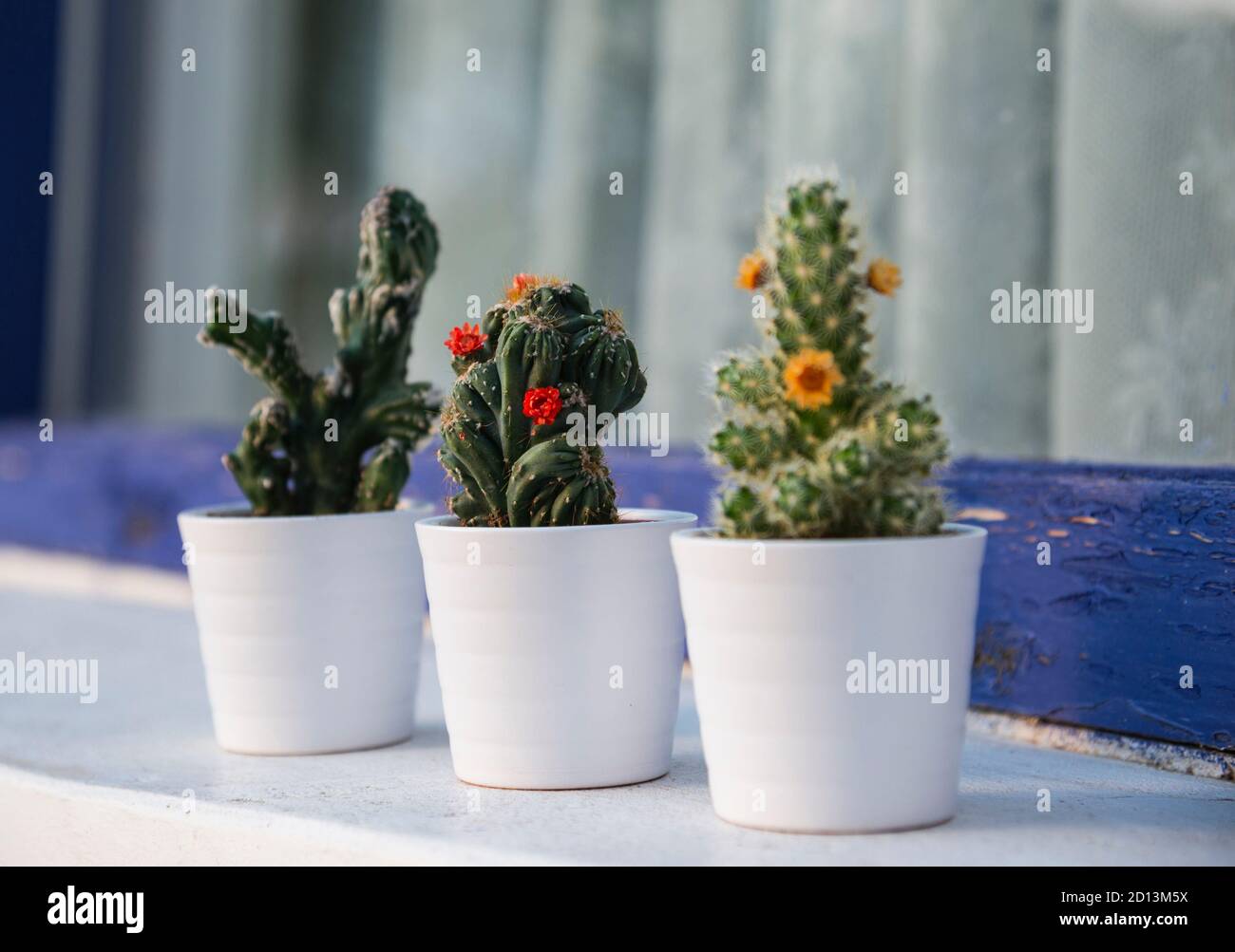 Cacti in the small white flower pots outdoor on the window Stock Photo
