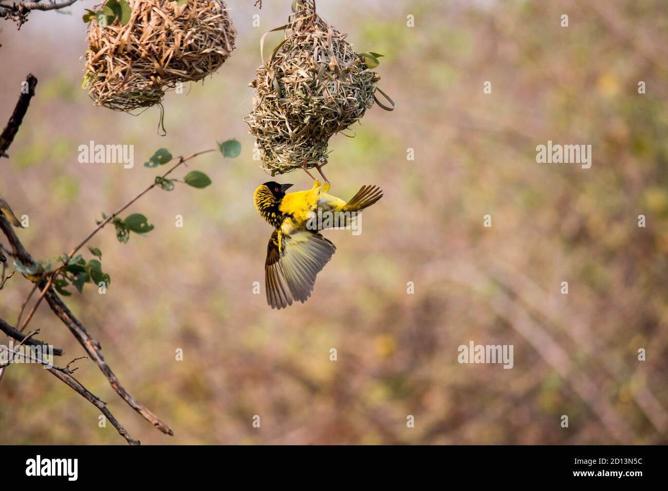 Southern masked weaver (Ploceus velatus), or African masked weaver building a grass nest mid flight Stock Photo