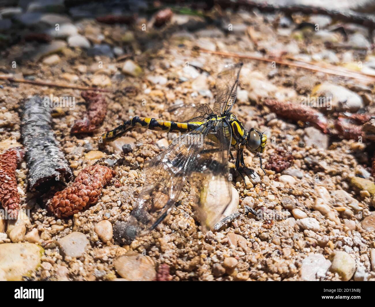 Atrigrated dragonfly -Gomphus simillimus- perched on the bank of a stream in a Mediterranean area. Stock Photo